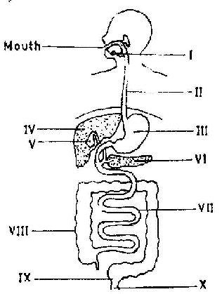 digestive_system_diagram_bece_science_2010.jpg