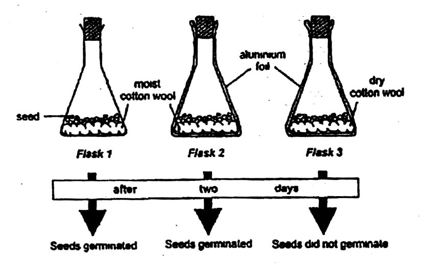 BECE 2021 germination setup